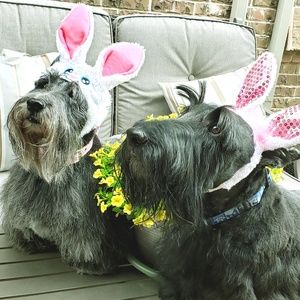Romeo & Juliet my loving scotties.....